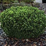 Southern Living Baby Gem Boxwood (Hedge, Bush, Green Foliage) (Cant Ship TN), 2 Gallon