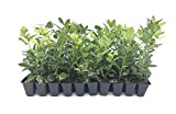 Nellie R. Stevens Holly - 30 Live Plants - Evergreen Privacy Hedge