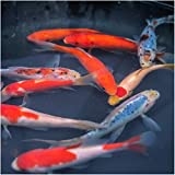 Live Goldfish Mix | Pond Fish Pack (10) 3-5" Live Fish | Mix of Shubunkin, Comet Goldfish, and Sarasa Comet