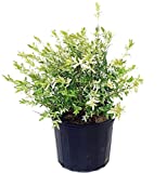 Green Promise Farms - Salix `Hakaro Nishiki' (Dappled Willow)Shrub, #3 -Size Container