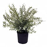 Premier Plant Solutions 10273 Dappled Japanese Willow (Salix) Hakuro Nishiki, 3 Gallon