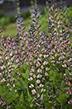 Proven Winners - Baptisia DECADENCE 'Pink Truffles' (False Indigo) Perennial, pink-lavender flowers, #1 - Size Container