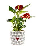 Costa Farms Live Anthurium Indoor Plant in Premium, Love Stone Planter 12-Inches Tall, Fresh from Our Farm