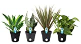 Costa Farms Clean Air-O2 For You Live House Plant Collection 4-Pack, Assorted Foliage, 4-Inch, Green