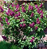 Common Purple Lilac - 2-3 ft.