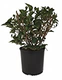 Premier Plant Solutions 02107 Lilac (Syringa Patula) Miss Kim, 3 Gallon