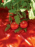 Red Tomato Mulch, BPA-Free Plastic 24' L x 3' W 1 mm Thick, Increases Tomato Harvest up to 20%, Stimulates Tomato Growth