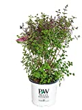 Proven Winners - Syringa x Bloomerang Dark Purple (Reblooming Lilac) Shrub, dark purple flowers, #2 - Size Container