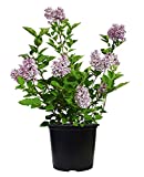 Green Promise Farms Syringa PATULA `Miss Kim` (Lilac) Shrub, 3-Size Container, Lavender Flowers