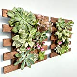 Wall Planter - 2 Pack Wooden Hanging Succulent Wall Decor, Live Air Plants Orchids Wall Mounted Holder Frame Display for Indoor Outdoor, Living Plant Wall Decorations for Balcony Garden, Living Room