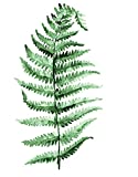 CaptainCrafts New DIY Paint by Numbers for Adults Beginner Kit 16x20 inch Linen Canvas Nordic Green Plant Ferns (Frameless)