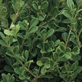 Japanese Boxwood (2.5 Gallon) Low-Maintenance Evergreen Hedge Shrub - Full Sun Live Outdoor Plant