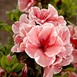 Encore Azalea Autumn Sunburst (1 Gallon) Coral - Pink Flowering Shrub - Full Sun Live Outdoor Plant,Multi-Color (Pink/White)