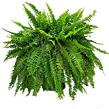 Boston Fern Live Plant - 12" Fern Plant Hanging Basket - Tropical Foliage - Overall Spread 34" - Tropical Plants of Florida (Plant Only)