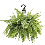 Shrub Boston Fern, 10 inch, Rich Green Foliage