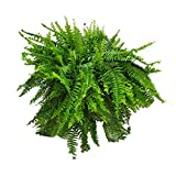 Live Boston Fern Hanging Basket Plant - 10" Basket - Overall Spread 25" to 30" - Tropical Plants of Florida (Plant Only)