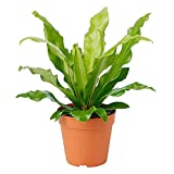 American Plant Exchange Birds Nest Fern Japanese Live Plant, 6" Pot, Indoor/Outdoor Air Purifier