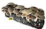 Root Mushroom Farm- Shiitake Mushroom Growing Kit-Start it Right Away Once Received