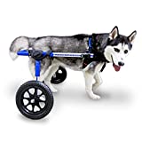 Walkin' Wheels Medium Large Dog Wheelchair, Lightweight Dog Wheelchair for Back Legs, 50-69 lbs, for 14-16 inches Leg Height - Blue