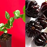 Surinam Cherry Black Eugenia Uniflora Pitanga Plant Fruit Tree Potted 3-7034;