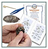 20 Small Barn Owl Pellet Dissection Kit with Paddle Pick & Bone Charts