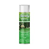 Seymour 20-602 Grass and Shrub Renew Spray Paint, Pristine Green (17 oz.)