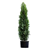 Brighter Blooms - Emerald Green Thuja Arborvitae Evergreen Trees - Perfect for Privacy - Large, Developed Trees with Advanced Root Systems - 4-5 ft. - No Shipping to AZ
