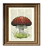 Red Mushroom Fly Agaric Toadstool Illustration Beautifully Upcycled Dictionary Page Book Art Print