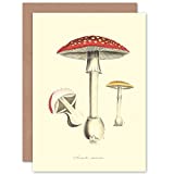 Fungus Amanita Muscaria Fly Agaric Magic Mushroom Greeting Card With Envelope Inside Premium Quality