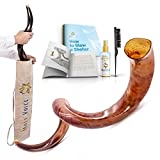 Full Polished Handcrafted Kosher Kudu Shofar from Israel  Musical Horn, Cleaning Brush, Anti Odor Spray, & Shofar Bag  Decorative, Functional Jewish Gifts for Women & Men by Holy Voice. (36"-39")