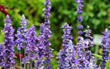 Greenwood Nursery / Live Perennial Plants (Large Selection Inside) - Russian Sage Little Spire - [Qty: 1x 3.5" Pot]