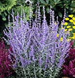 Little Spire Russian Sage Live Plant - Perovskia - Live Plant - Gallon Pot