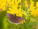 Greenwood Nursery / Live Shrub Plants (Large Selection Inside) - Hello Yellow Butterfly Weed, Asclepias Tuberosa - [Qty: 1x Pint Pot]