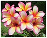 Plumeria / Frangipani Fertilizer Professional Nursery Grade 4 LB Six Month Slow Release Tropical Plant Food