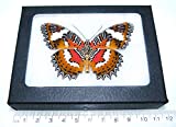 BicBugs Cethosia hypsea Real Framed Butterfly RED Indonesia