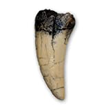 Prehistoric Planet Store - Tyrannosaurus rex Tooth (direct cast replica)