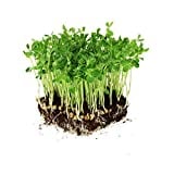 Dun Pea Seeds: 5 Lb - Bulk, Non-GMO Peas Sprouting Seeds for Vegetable Gardening, Cover Crop, Microgreen Pea Shoots