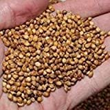 SeedRanch Egyptian Wheat Seed - 5 Lbs.