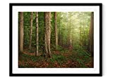 Sacred Grove Print - By Robert Boyd | First Vision | Church History Art | Joseph Smith Painting | Prophet of the Restoration | Come Follow Me: Doctrine Covenants | Lds Pioneer Art Art | Robert Boyd Art | Sunday School Supplies | Missionary Gifts (UNFRAMED) (11x14 Print - 9x12 Image)