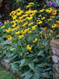 Perennial Farm Marketplace Rudbeckia f. 'Goldsturm' (Black Eyed Susan) Perennial, 1 Quart, Golden Yellow Flowers