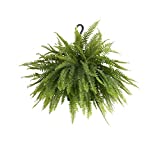 United Nursery Boston Fern Live Indoor Outdoor Plant Hanging Basket 22-26" inches Wide