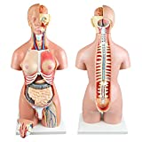 Parco Scientific PB00161 55cm 22-Part Dual-Sex Human Torso W/Open Back |Open Back Exposes Muscular Layers, Vertebral Volume, Nerve Branches