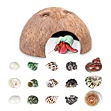 WILTEEXS Hermit Crab Shells - Natural Coconut Shell Hut, 15PCS Turbo Shells - Reptile& Amphibian Habitat Hideouts, Hide Burrows of Hermit Crabs, Lizards, Spiders and Reptiles, Fish Tank Decoration