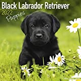 Lab Puppies Calendar - Black Labrador Retriever - Dog Breed Calendars - 2021 - 2022 wall calendars - 16 Month Calendar by Avonside