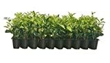 Ligustrum Waxleaf Privet - 20 Live Plants - Evergreen Privacy Hedge