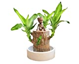 Xebular Mini Brazil Lucky Wood,Magical Sprouting Lucky Bamboo Wood,Hydroponic Potted Plant Stump Mini Plant,IndoorOffice Desktop Plant to, Purify Indoor Air (Brazilian Wood+Doll)