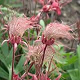 prairie smoke, Geum Triflorum, unusual pink flower, 10 seeds