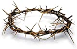 Authentic Biblical Lifesize 8" Crown of Thorns w/ Certificate