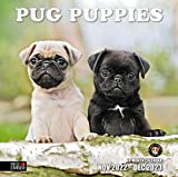 RED EMBER Pug Puppies 2023 Hangable Monthly Wall Calendar | 12" x 24" Open | Thick & Sturdy Paper | Giftable | Cute Dog Puppy | Adorably Cute