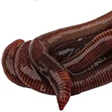 HomeGrownWorms - 250+ (1/4LB) Live Red Wiggler Composting Worms - Live Delivery Guaranteed - Vermicomposting Garden Red Wrigglers - Eisenia Fetida - Wiggle Worm Farm